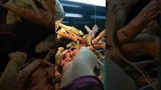 #exotic #lizard #terrarium #biobox