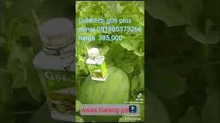 keriting / j3bug semangka  pulih pakai goldtech