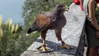 La Falconeria al Castello di Vezio, Perledo (Lecco)