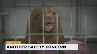 Animal organization calls lack of staffing at St. Louis City Animal Control a public safety issue