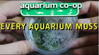 I Bought Every Moss from Aquarium Co Op