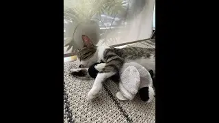 Are you kitten me?!