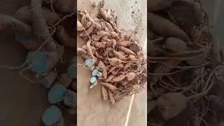 Harvesting Organic Black Turmeric #BlackTurmeric #Turmeric #shorts