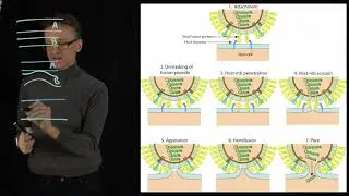 Lecture 08, concept 20: Viral fusion membrane proteins