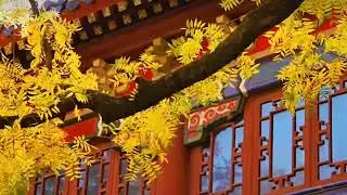 🍁 A Glimpse of Autumn Serenity | Traditional Chinese Architecture in Fall
