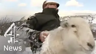 Sheep buried in snow rescued after three days