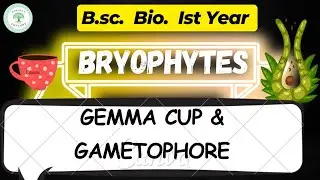 Marchantia ।Gemma Cup and Gametophore in Marchantia । B.sc.bio.। by Surabhi ma'am 