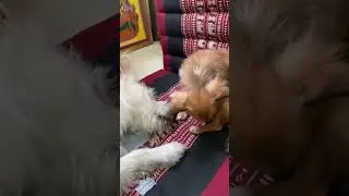 The dog very So Cute #topicspin #dogs #topic #dog #cuteanimals #spin #ช่องtopicspin #yourdog