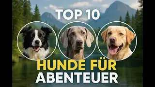 Die Top 10 Hunde f&uuml;r Naturliebhaber &ndash; Welcher passt zu deinem Outdoor-Lifestyle? 🌲🐕