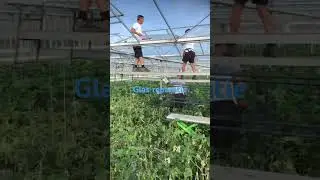 Probleem met glas?Abonneer voor meer reparatie-video&rsquo;s #garden #gardening #greenhouse