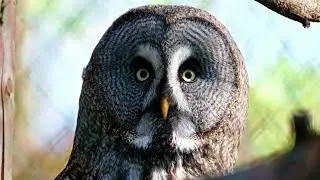 5 Beautiful Owls || उल्लू || wild Owls