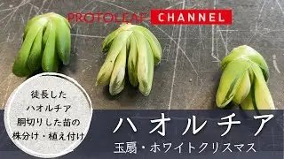 【ハオルチア】徒長したハオルチア 胴切りした苗の株分け・植え付け
