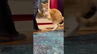 SAFETY WARNING supervise your cat when playing with any string object. They can get tangled.