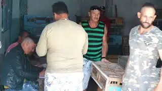 Inician temporada competitiva colombófilos de la Villa Blanca de Gibara