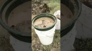 There&rsquo;s no better colour 🍀 #gold #prospecting #treasure #australia #queensland #creek #howto