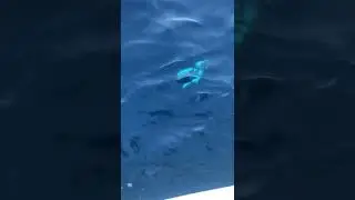 P&Ecirc;CHE DE LA SERIOLE EN TRAINE LENTE  WITH SECHE VIF | CRAZY YELLOWTAIL FISHING