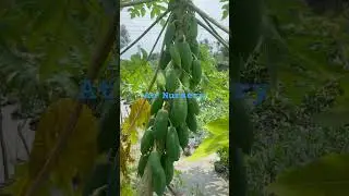 Papaya Plant at Nursery | Seeds to Plate: The Garden Story #plantseeds #gardening #fruit #farming