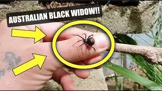 Professional Snake Handler VS Australia's Most Dangerous Spider   The Redback Spider