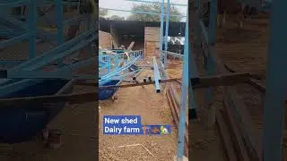 dairy farm shed कैसे बनाए??#india #vlog #dairyherd #cow