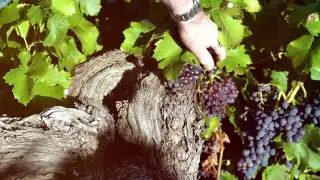 Barossa Wine Chapters Auction with John Duval Wines