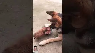 angry puppy 😂 #puppy #animals #dog #viralvideo #funny #funnypetschannel