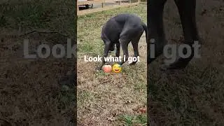 #shorts #morpheus #greatdane #dog #gentlegiant #pets #companiondog #furbaby #cuteness #bossbaby