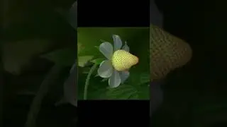 MAGNIFICENT TRANSFORMATION OF THE STRAWBERRY. #interesting #strawberry #world #thisisreal #plants