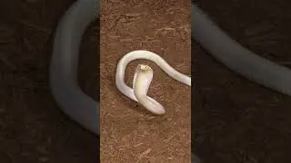 When The King Cobra Knows It's Own Name