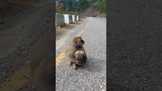 Pet Monkey Showing Care Towards Little Puppy