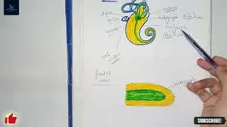 Human Ear in Detail | Part 2 | Inner Ear | Cochlea | Chapter # 12 in Urdu, Hindi