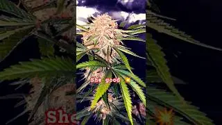 Powerfull Plant 🌿 Cherry Color pops out for sure 🍒 #youtubeshorts #turbowuchs #42fastbuds
