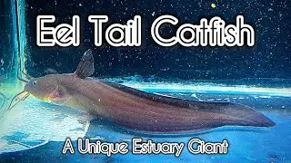 Eel Tail Catfish (Plotosus canius) &ndash; A Unique Estuary Giant 