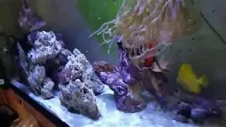Diamond Goby Making A Mess... Problem-Solve.