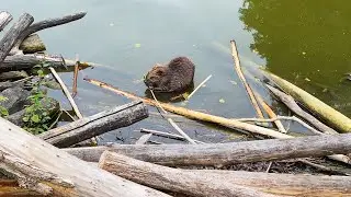 Chill BEAVER eating wood - 10 hours in 4K