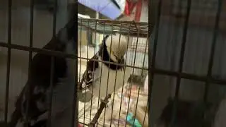 The bird can speak​ Khmer language #babyanimal #studywithmeandmycat #catfishfishing #animals