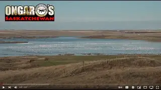Ongaro's Saskatchewan ... Amazing Duck and Goose Hunting Up Close