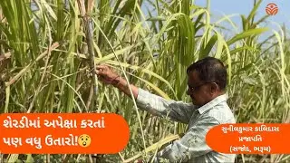 શેરડીમાં પ્રીમિયમ ઉતારોનું સિક્રેટ! 🚜🌾 | ખેડૂતનો અનુભવ | #viral #blackcarbon #sugarcane #farming