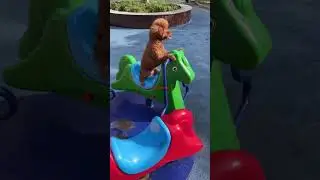 The puppy is so happy riding the carousel.#dog