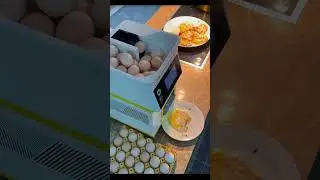 Making Eggs Automated, Greatest Invention Made Breakfast Fun 😎