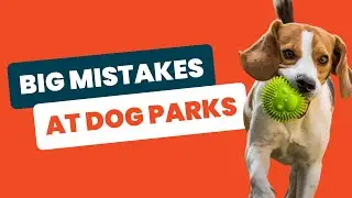 Dog Park Etiquette: Essential Rules for a Fun Visit