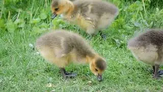 Kanadanhanhi Branta canadensis Helsinki Finland 1.6.2023