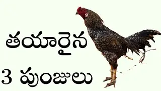 3 పుంజులు కండిషన్ లో ఉన్నవి #72075 27152 #khr #bhimavaram 