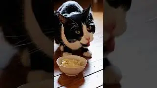 Cat Eating Mashed Potatoes #cats #eating #potatoes