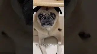 잭슨은 돼지일까요?! #pug #pig #퍼그 #강아지