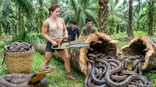 Shocking! Many Giant Snakes Inside Tree Trunk, Woman Fights Back with Chainsaw - What Happens Next ?