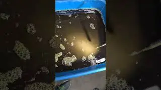 Metal shavings in oil in the new 2024 Tundra??!
