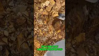 #goldrush 2025! from shale rock the right way to find gold in shale! #goldmining #goldpanning