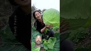 Unbelievable Giant Vegetables Grown in China&nbsp;#shorts&nbsp;#plants&nbsp;#farming