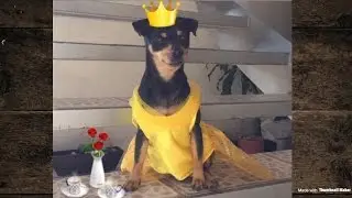 Beauty and the Beast dog costume DIY/ Disfraz de Bella