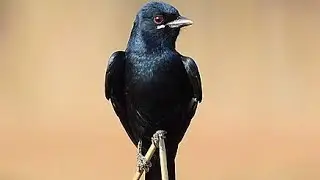 How to Melodious Chopi Blackbird! 